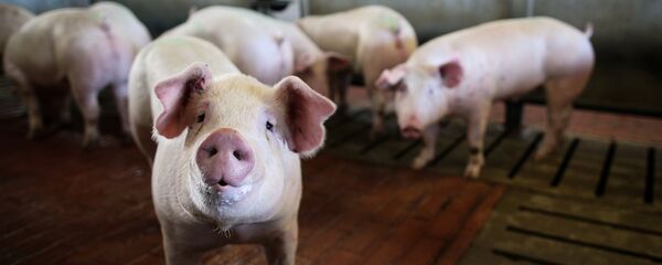 Мясоперерабатывающий комбинат Кубань в Краснодарском крае Мясоперерабатывающий комбинат Кубань в Краснодарском крае - Sputnik Абхазия