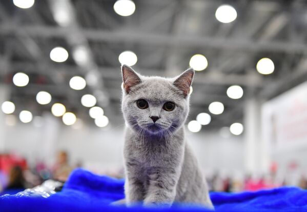 Международная выставка кошек в Москве - Sputnik Абхазия