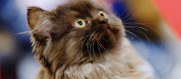 Международная выставка кошек в Москве Международная выставка кошек в Москве - Sputnik Абхазия