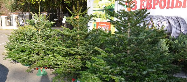 Продажа елок Продажа елок - Sputnik Абхазия