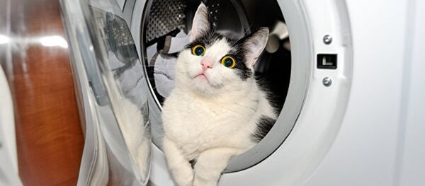 Кот - Sputnik Абхазия