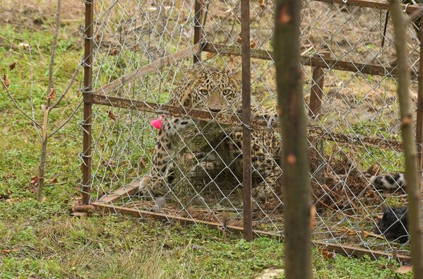 Леопард в селе Лыхны - Sputnik Абхазия