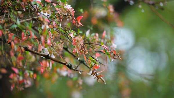 Прогноз,дождь - Sputnik Абхазия