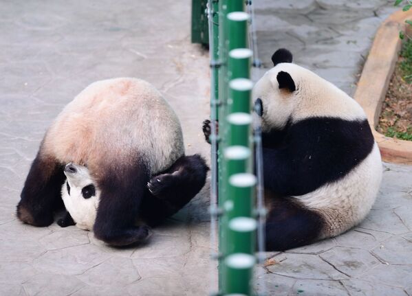 Панды играют в зоопарке Шэньяна, Китай - Sputnik Абхазия
