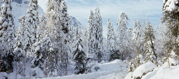 Дорога на озеро Рица зимой Дорога на озеро Рица зимой - Sputnik Абхазия