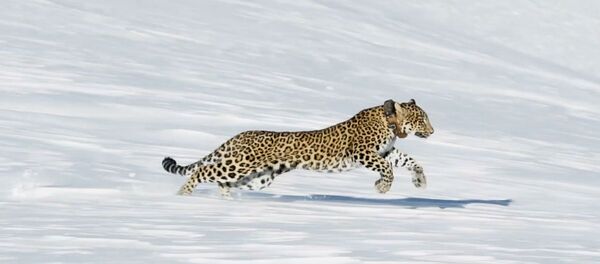 Самку переднеазиатского леопарда по кличке Виктория выпустили назад в дикую природу 28 декабря на гребень горы Ацархва Самку переднеазиатского леопарда по кличке Виктория выпустили назад в дикую природу 28 декабря на гребень горы Ацархва - Sputnik Абхазия