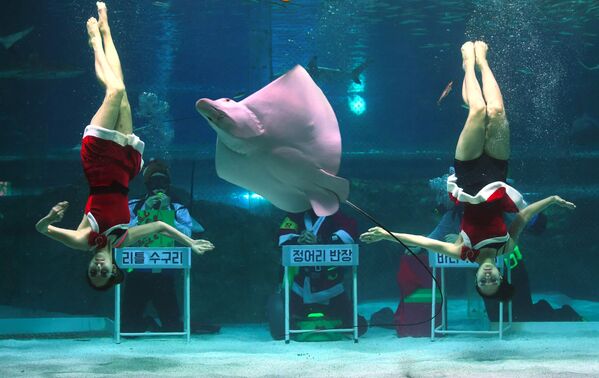 Дайверы в костюмах Санта-Клауса в океанариуме COEX в Сеуле, Южная Корея - Sputnik Абхазия