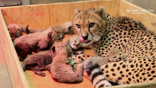 Восемь детенышей родились у самки гепарда в зоопарке Сент-Луиса - Sputnik Абхазия