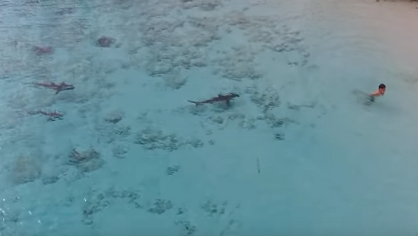 На Багамах мальчик чудом спасся от 4 акул - Sputnik Абхазия