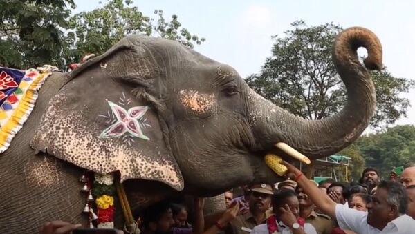 В Индии слонам устроили спа процедуры - Sputnik Абхазия