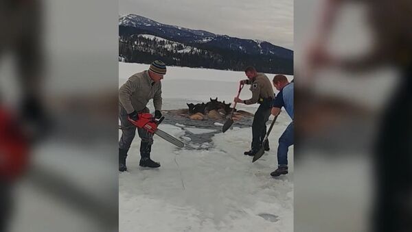 В США спасли лосей, провалившихся под лед - Sputnik Абхазия