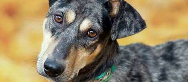 Питомцы Елены Зарандия Питомцы Елены Зарандия - Sputnik Абхазия