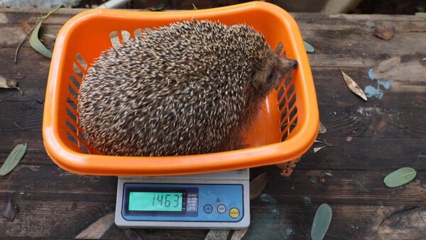 Реабилитация толстых ежиков в Тель-Авиве - Sputnik Абхазия