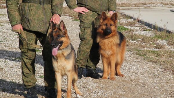 Лохматый караул: как тренируют собак на российской военной базе в Абхазии - Sputnik Абхазия