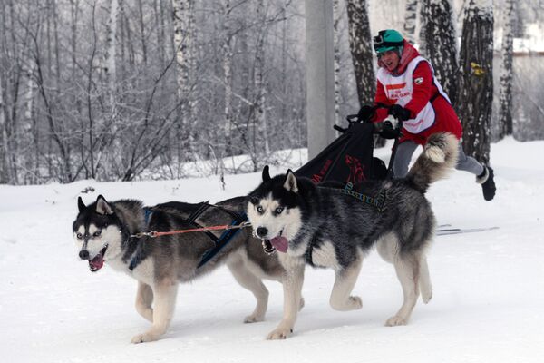 Участник заезда на собачьих упряжках в соревнованиях по ездовому спорту в Новосибирске - Sputnik Абхазия