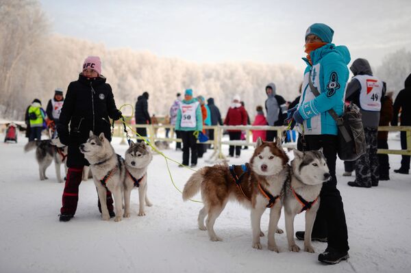 Участники заезда на собачьих упряжках в соревнованиях по ездовому спорту в Новосибирске - Sputnik Абхазия