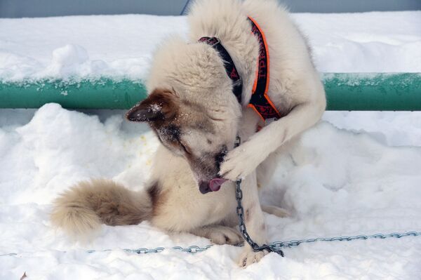 Собака участников гонок на собачьих упряжках во время соревнований по ездовому спорту в Новосибирске - Sputnik Абхазия
