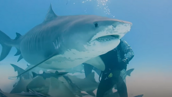 Дайверы покормили с рук большую беременную тигровую акулу - Sputnik Абхазия