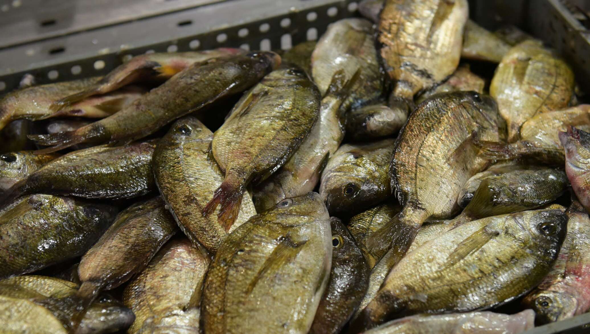 Самая дорогая рыба: факты и особенности рыб с высокой стоимостью за килограмм