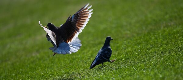 Архивное фото Архивное фото - Sputnik Абхазия