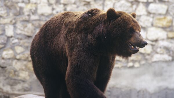 Бурый медведь - Sputnik Абхазия