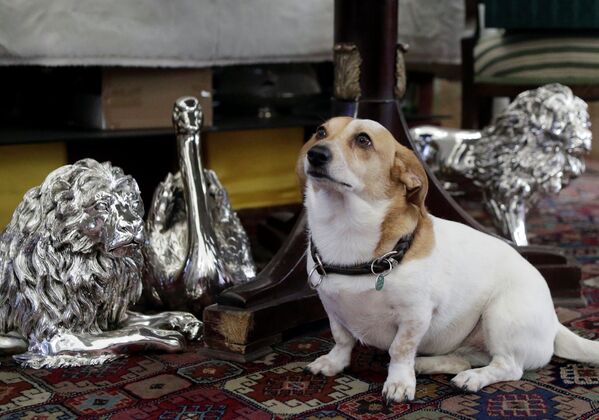 Собака сидит около декоративных животных из серебра в магазине Silber Sturm в Вене, Австрия - Sputnik Абхазия