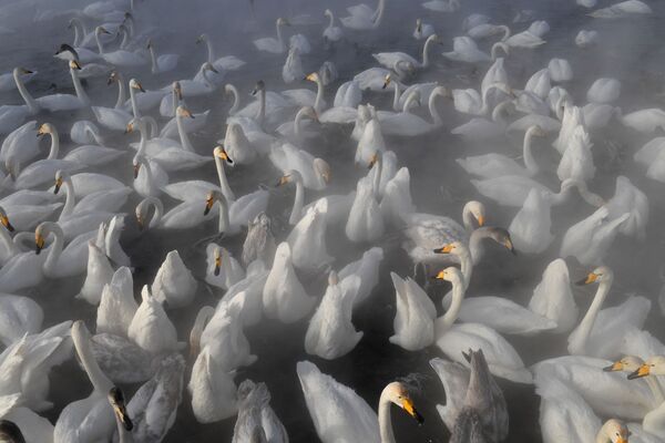 Лебеди-кликуны на Лебедином озере на территории государственного природного комплексного заказника Лебединый в Алтайском крае - Sputnik Абхазия