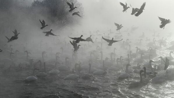 Лебеди-кликуны и утки на Лебедином озере на территории государственного природного комплексного заказника Лебединый в Алтайском крае - Sputnik Абхазия
