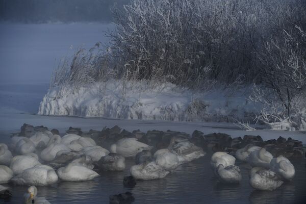 Лебеди-кликуны и утки зимуют на Лебедином озере, расположенном на территории государственного природного комплексного заказника Лебединый в Алтайском крае - Sputnik Абхазия
