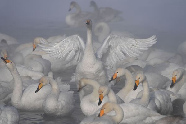 Лебеди-кликуны зимуют на Лебедином озере, расположенном на территории государственного природного комплексного заказника Лебединый в Алтайском крае - Sputnik Абхазия
