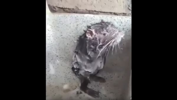 Как крыса принимала душ - Sputnik Абхазия