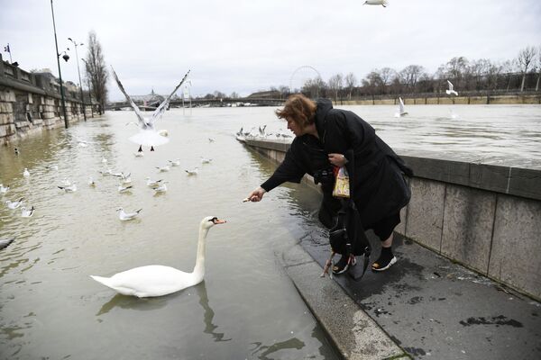 Женщина подкармливает лебедя во время наводнения в Париже - Sputnik Абхазия