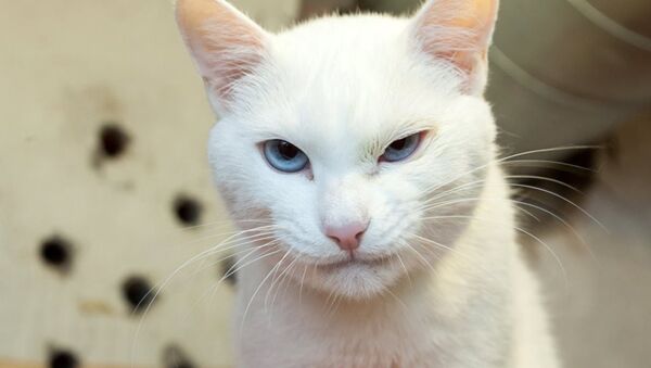 Эрмитажный кот Ахилл - Sputnik Абхазия