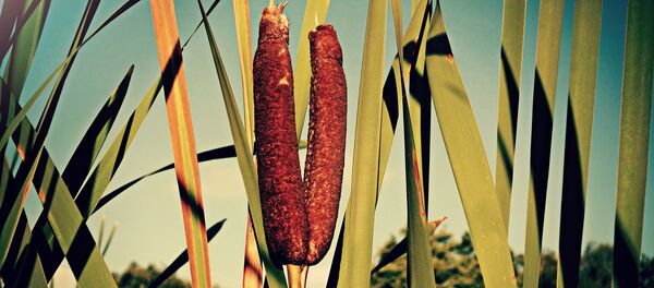 Камыши Камыши - Sputnik Абхазия