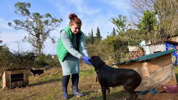 Приют для бездомных собак Багира в Гагре - Sputnik Абхазия