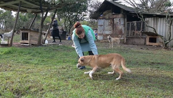 Встань и иди: чудесное исцеление пса и что еще происходит в Багире - Sputnik Абхазия