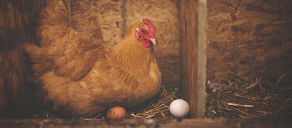 Курица Курица - Sputnik Абхазия