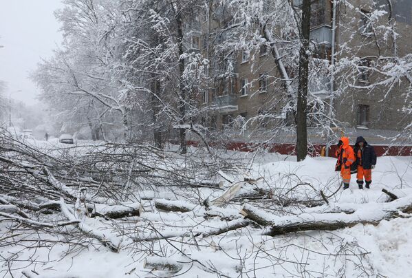 В Москве от снегопада пострадало более двух тысяч деревьев - Sputnik Абхазия