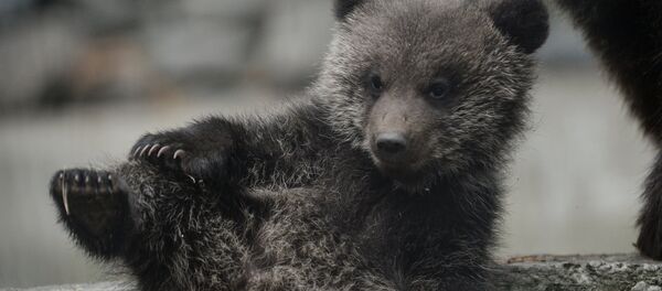 Пополнение в Новосибирском зоопарке - Sputnik Абхазия