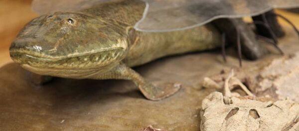 Череп, бедренная кость и репродукция тиктаалика в университете Чикаго Череп, бедренная кость и репродукция тиктаалика в университете Чикаго - Sputnik Абхазия