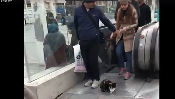 В центре Стамбула кот заблокировал выход с эскалатора - Sputnik Абхазия