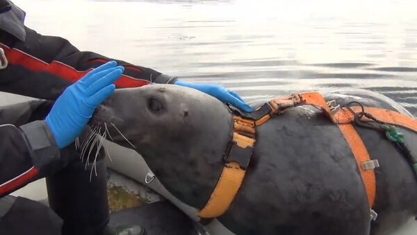 Тюленей в Мурманске тренируют для военных целей - Sputnik Абхазия