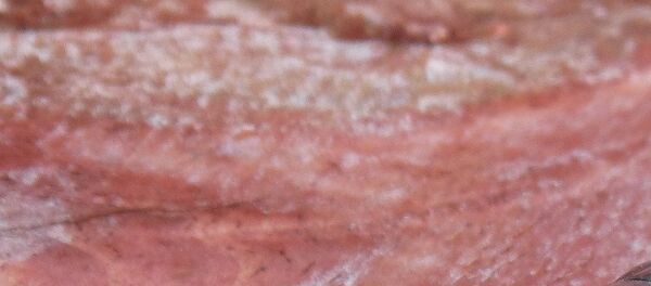 Пальмовый долгоносик Пальмовый долгоносик - Sputnik Абхазия