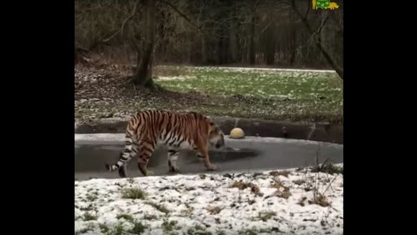 В Дании амурская тигрица решила пройти по тонкому льду - Sputnik Абхазия