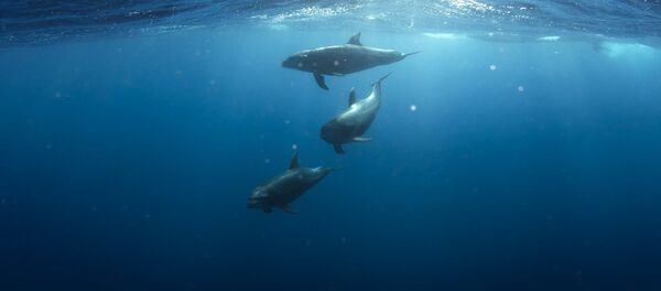 Дельфины Дельфины - Sputnik Абхазия