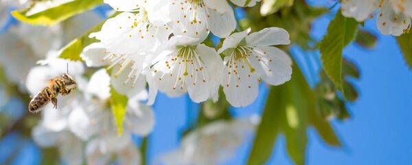 Весна Весна - Sputnik Абхазия