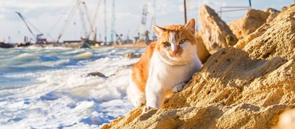 Кот Мостик Кот Мостик - Sputnik Абхазия