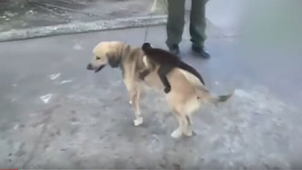 Колумбийская собака и ее друг обезьяна-капуцин - Sputnik Абхазия