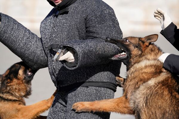 Тренировка охранных собак в Запретном городе в Пекине - Sputnik Абхазия