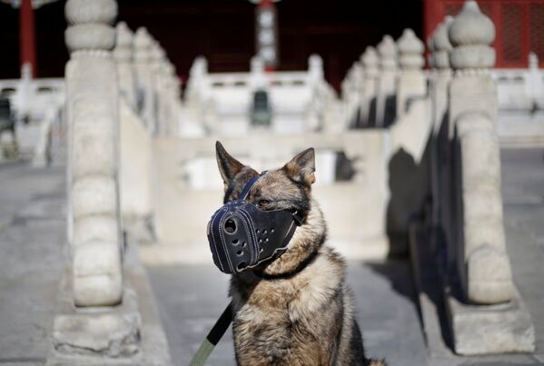 Охранная собака во время тренировки в Запретном городе в Пекине - Sputnik Абхазия